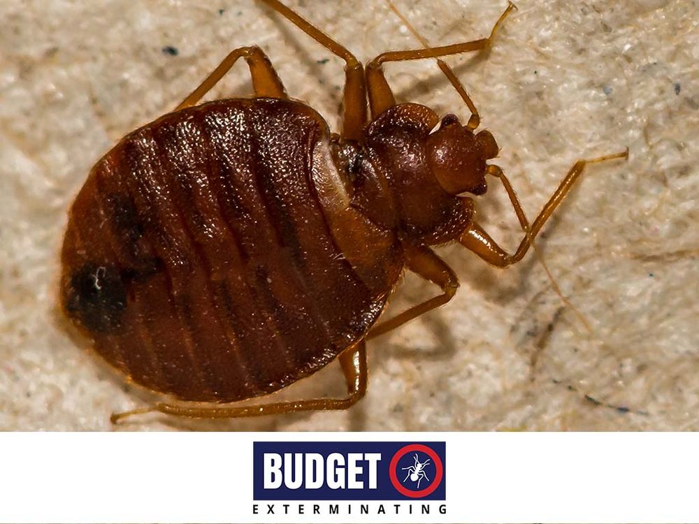 Budget Exterminating
