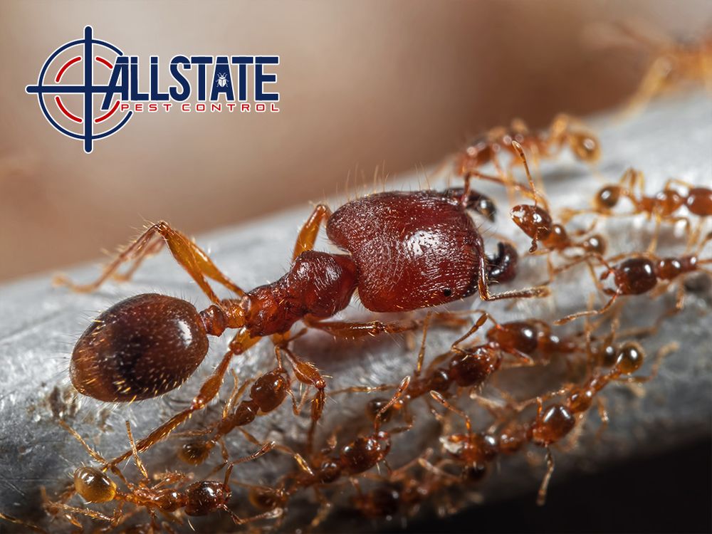 All State Pest Control