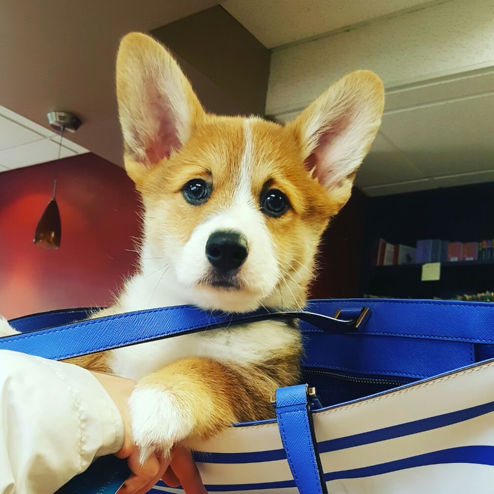 corgi at his vaccine