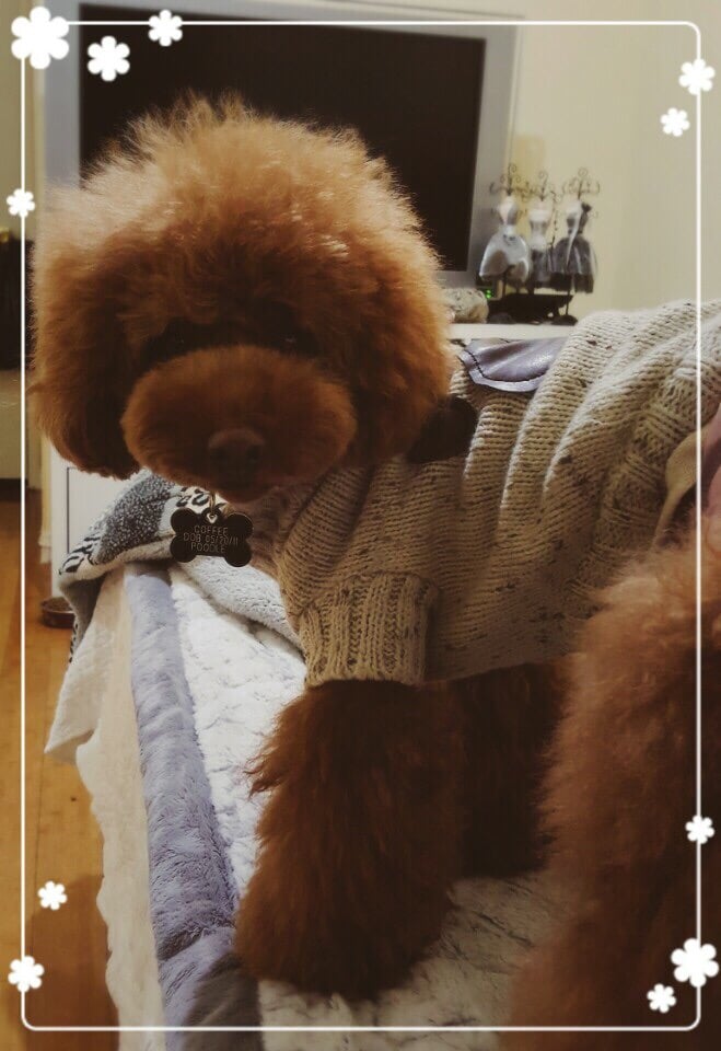 Olympic Pet Shop 241 Photos & 185 Reviews Pet Stores 2925 W