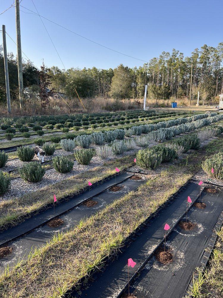 Southern Grace Lavender Farm