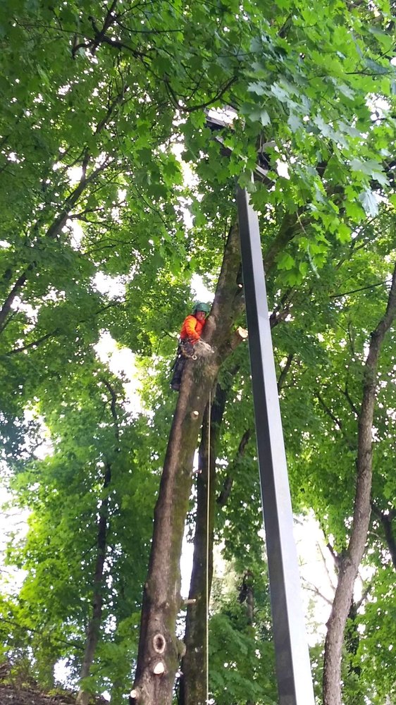 Allstar Arbor Tree Service