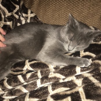 Portland Purrington S Cat Lounge Portland Purrington S Cat Lounge