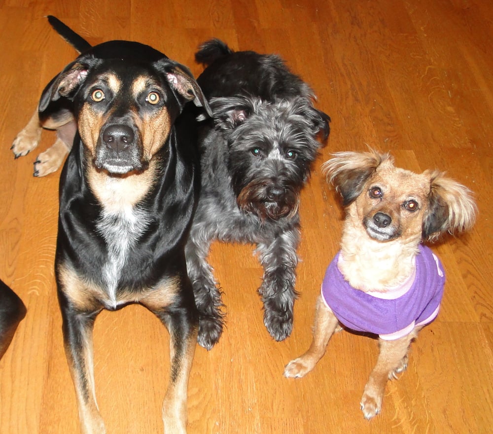 Precious Paws Daycare & Boarding 12 Photos Pet Sitting Olympia