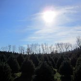 photo of moose apple christmas tree farm berryville va united states - Moose Apple Christmas Tree Farm photo of moose apple christmas tree farm berryville va united states - Moose Apple Christmas Tree Farm
