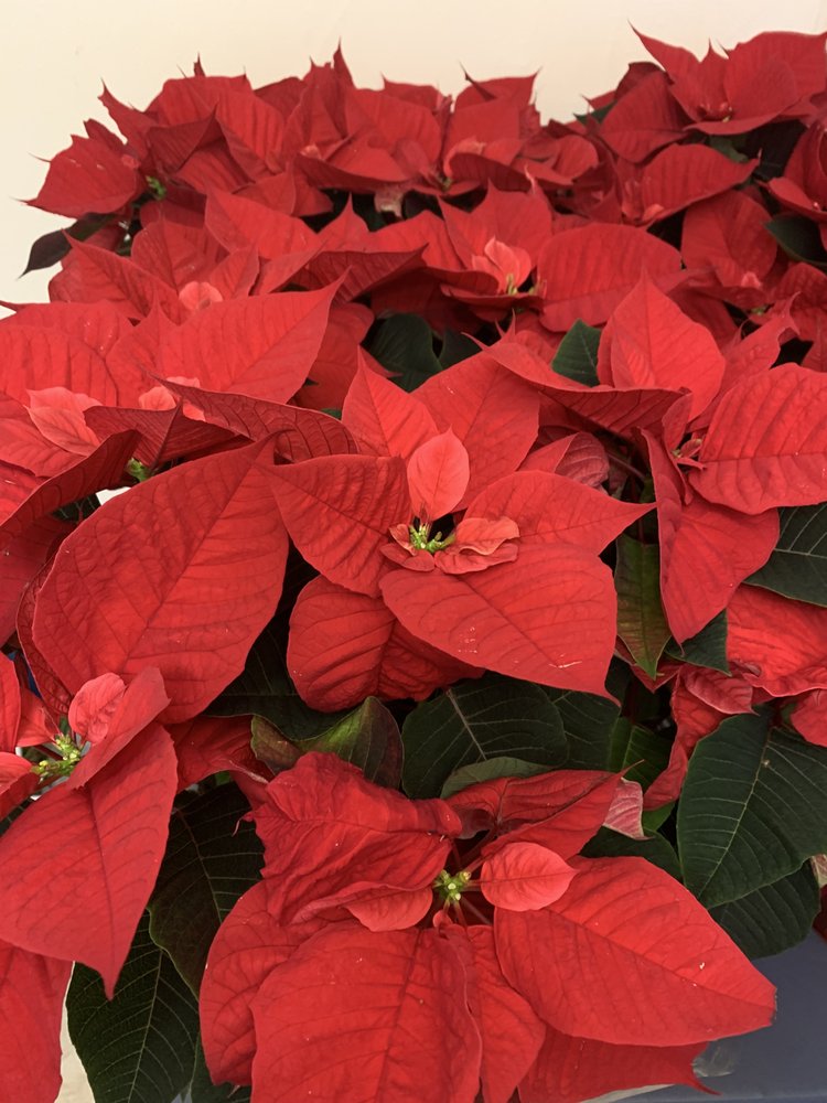 Petal Me Home Flowers