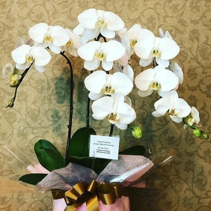 Sanatio Spa Japan