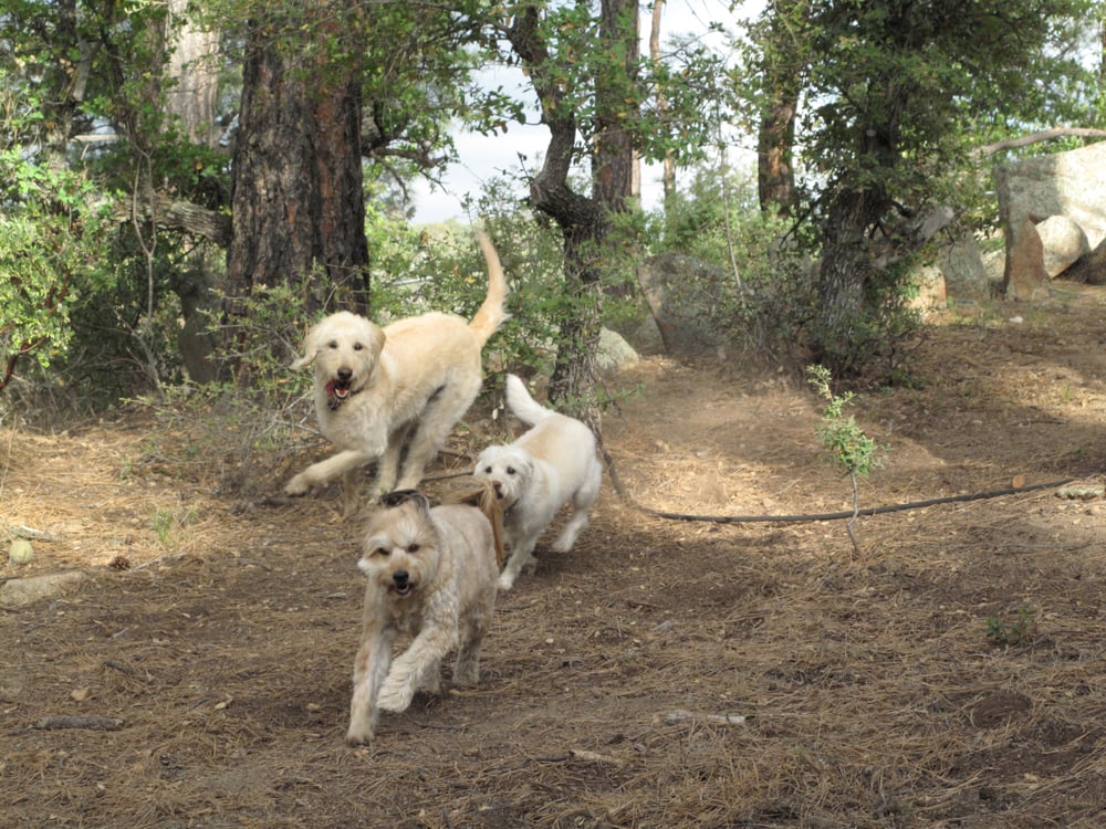 Doggedly Devoted Pet Sitting Prescott, AZ Phone Number Yelp