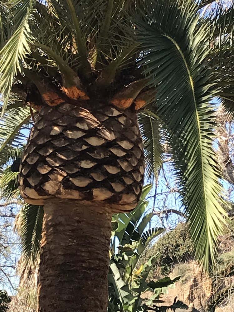 Natural Tree Services