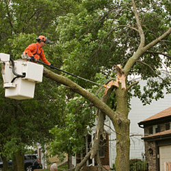 Tree Service Somerville  Photo of M&A Tree Service - Somerville, NJ, United States ...