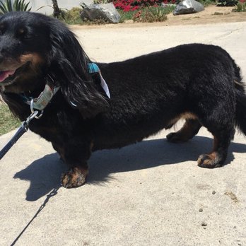 Sydnee S Pet Grooming 100 Photos 128 Reviews Pet Groomers