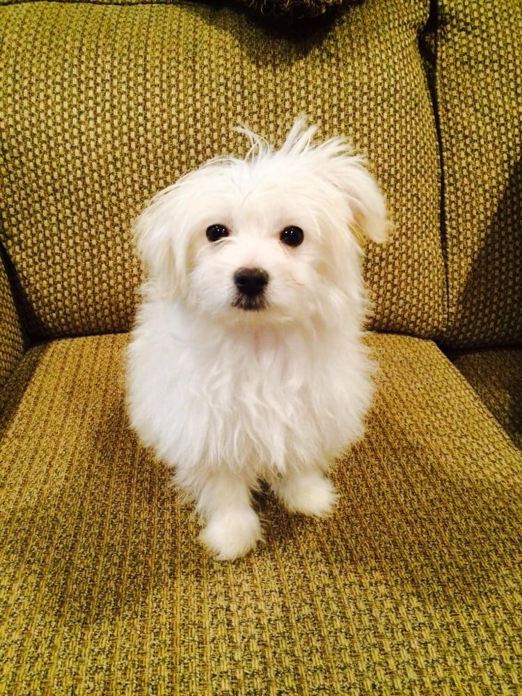 Coventry Pet Resort 20 Photos & 85 Reviews Pet Groomers 412