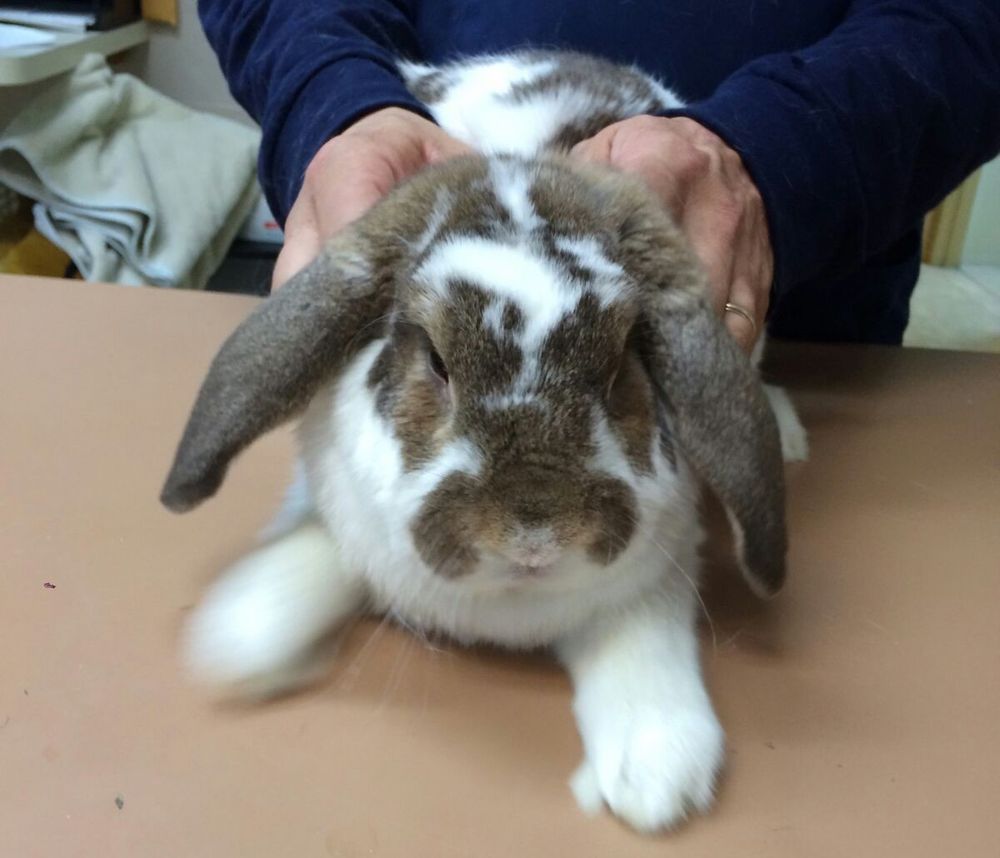 Animal Hospital of Fairfield 18 Photos Veterinarians 428