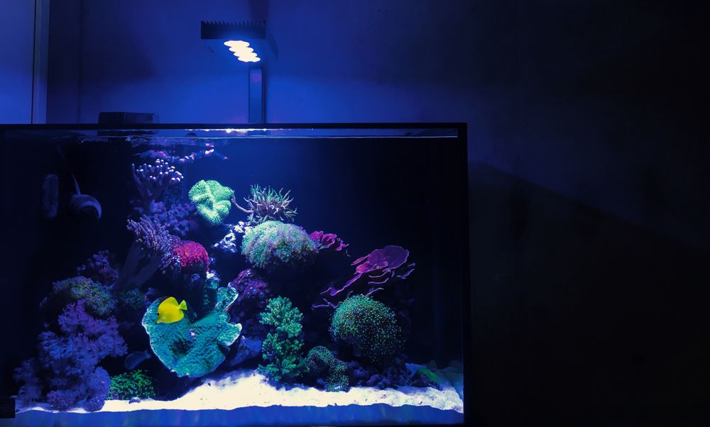 reliant aquarium design 46
