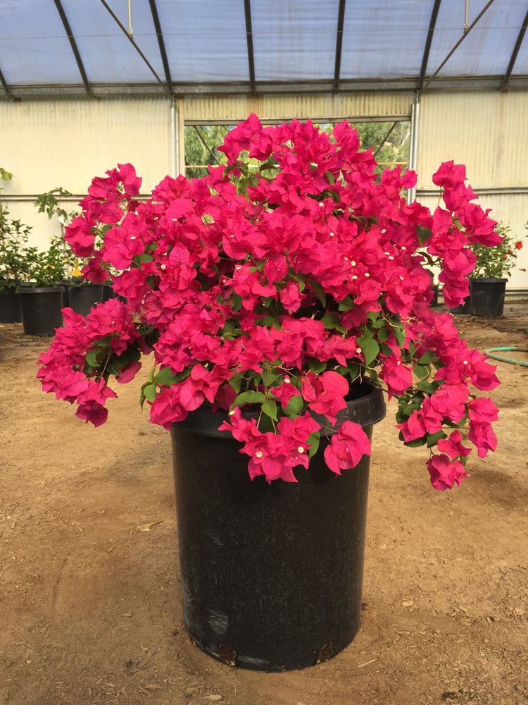This is one of our 15 Gal Bougainvillea La Jolla Bush