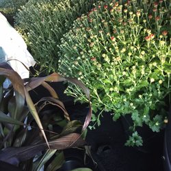 The Best 10 Nurseries Gardening Near Carmel Hamlet Ny 10512 Maple Grove Nursery