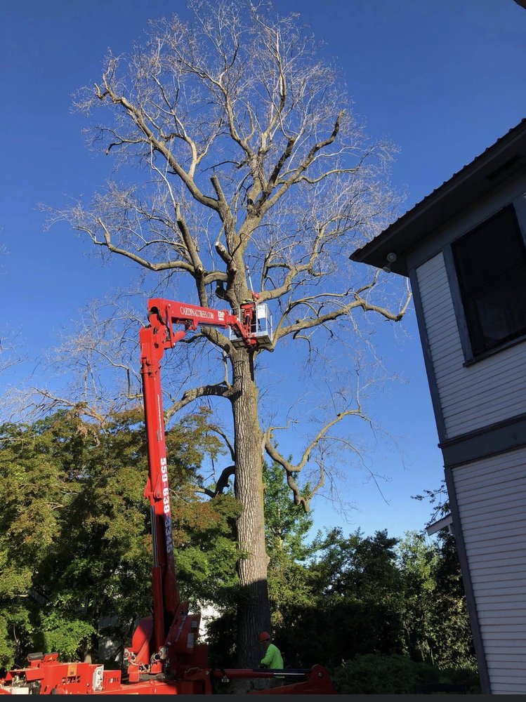 Cardinal Tree Service