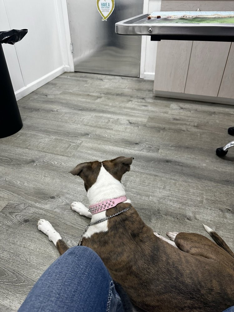 Kelly's Animal Hospital Image
