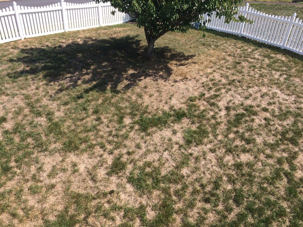 Green Lawn Fertilizing