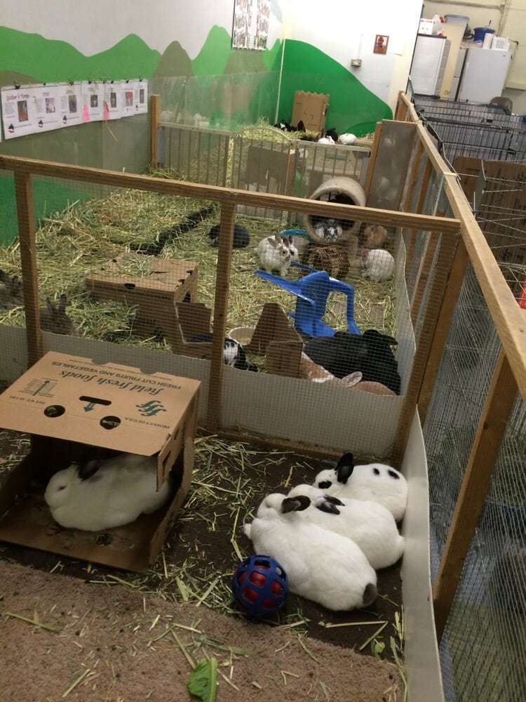 BunnyLuv 33 Reviews Animal Shelters Van Nuys Van Nuys, CA