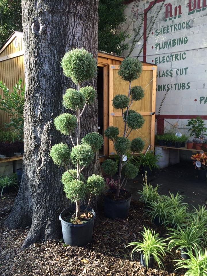 Carolina Sapphire Blue Cypress Pom Poms Topiary Trees Yelp