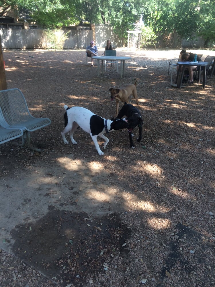 Central Dog Park 18 Photos & 15 Reviews Dog Parks 4711 Westside