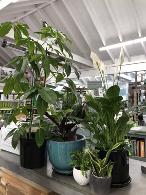 West End Nursery 1938 5th Ave San Rafael Ca Garden Centers Mapquest