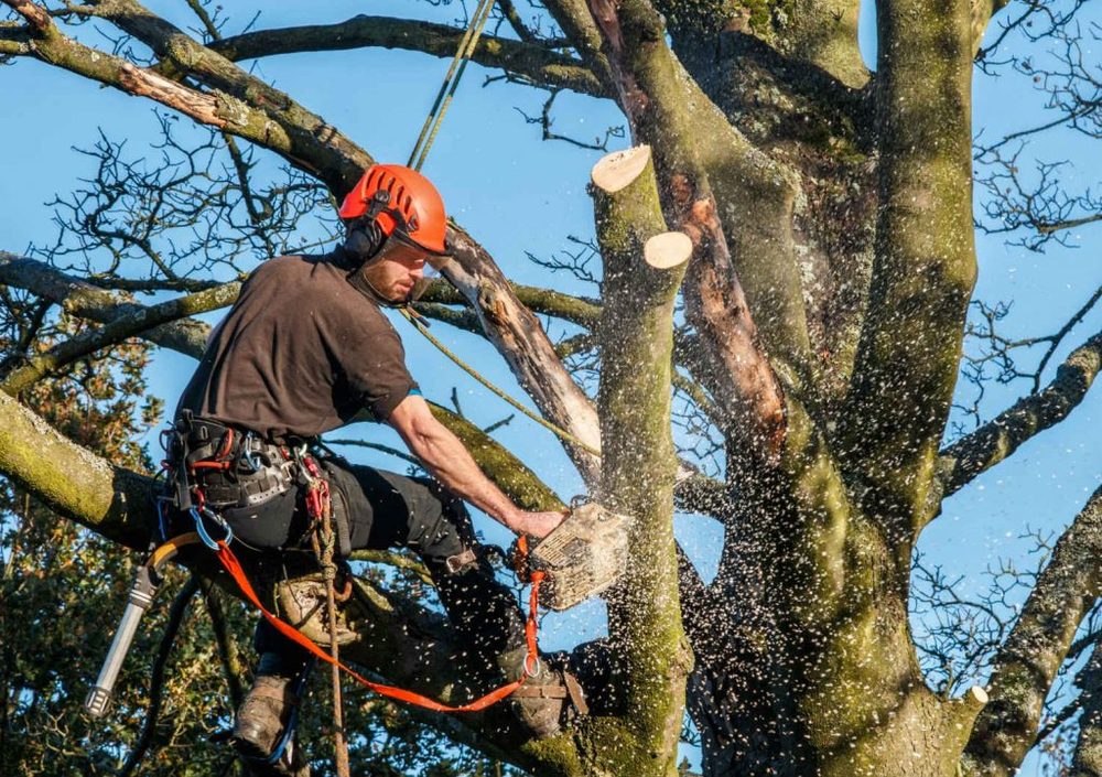 P&H Tree Serv & Landscaping