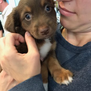 australian shepherd puppies for sale los angeles spot closed 24 photos u0026 135 reviews pet stores 534 n la australian shepherd puppies for sale los angeles spot closed 24 photos u0026 135 reviews pet stores 534 n la