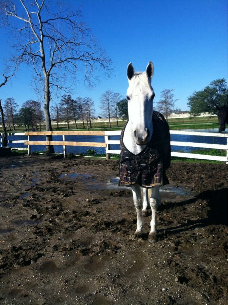 Equest Farms 13 Photos Horse Boarding 1001 Filmore Ave, City Park