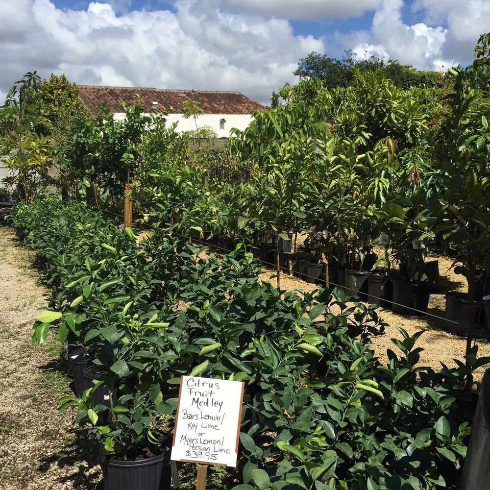 A Sea Of Fruit Trees Yelp Photo Of Galloway Farm Nursery Miami Fl United States A Sea
