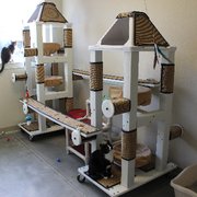 simply cats adoption center