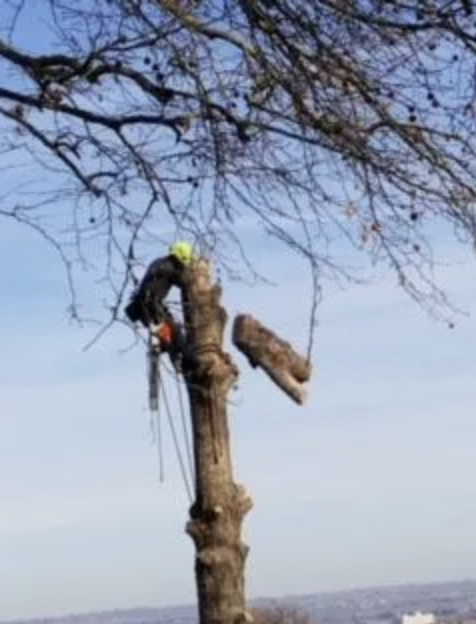 Arias Tree Service