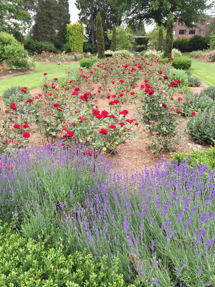 Web woodland is a great park for exercising, relaxing, going to the zoo or visiting the extensive rose garden. Photos for Rose Garden at Woodland Park Zoo Yelp