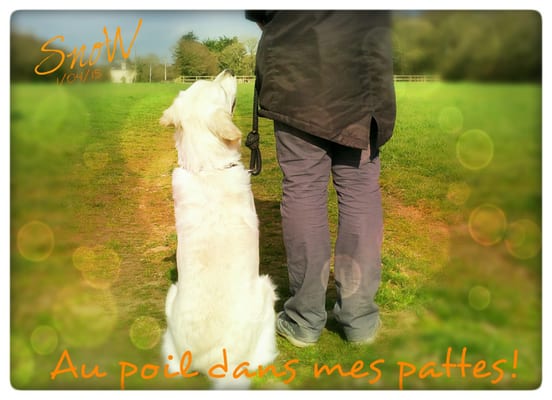 Au Poil dans mes Pattes - Dressage de chien & autres Au Poil dans mes Pattes - Dressage de chien & autres