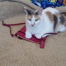 Photo of Lovett's Lovin Pet & Home Care - Naples, FL, United States. LuLu likes my new purse