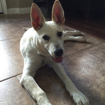 dog kennel katy tx dog kennel katy tx
