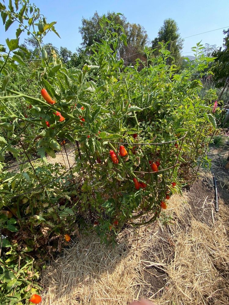 Moraga Gardens Farm