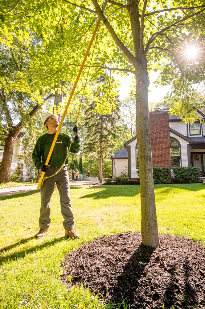 Arborguard Tree Specialists