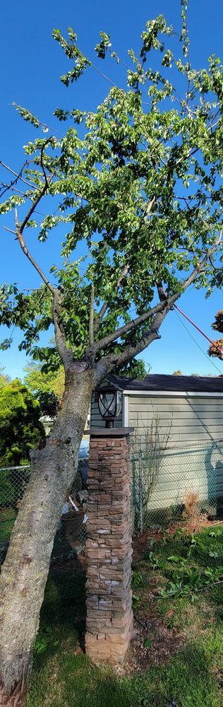Eddies Tree & Landscaping