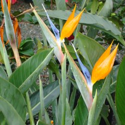 Calaveras Nursery 30 Photos 36 Reviews Nurseries Gardening Photo Of Calaveras Nursery Sunol Ca United States Bird Paradise
