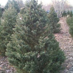 charlie brown s christmas tree farm クリスマスツリー 167 charlie brown s christmas tree farm クリスマスツリー 167
