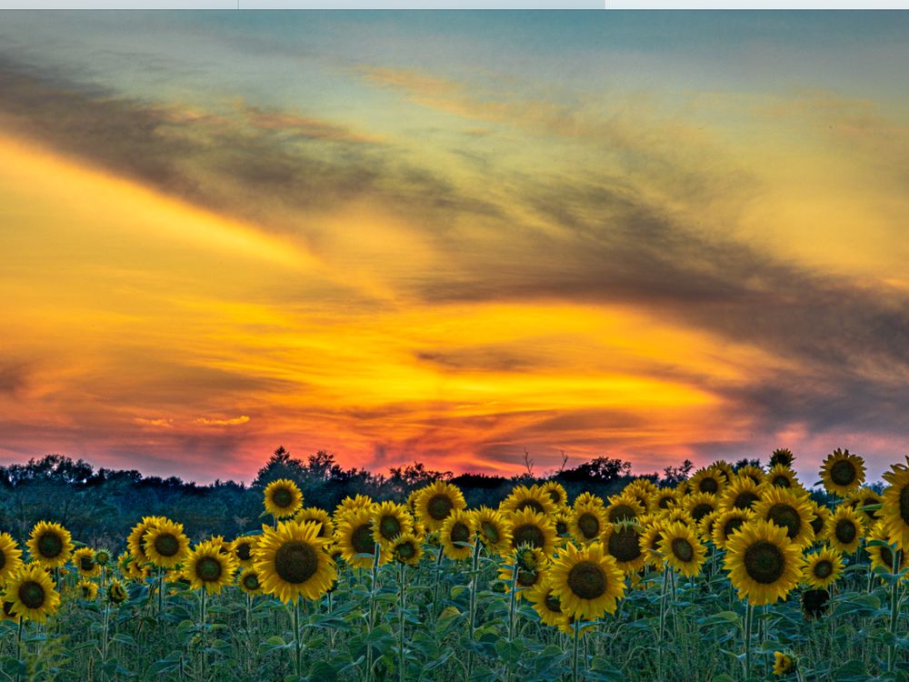 Wagner Farms