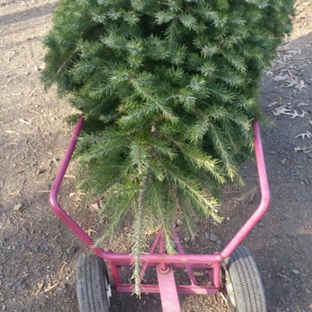 Mclaughlin Tree Farm Christmas Trees Nursery Photo Of Mclaughlin Tree Farm Christmas Trees Nursery Robbinsville Nj United