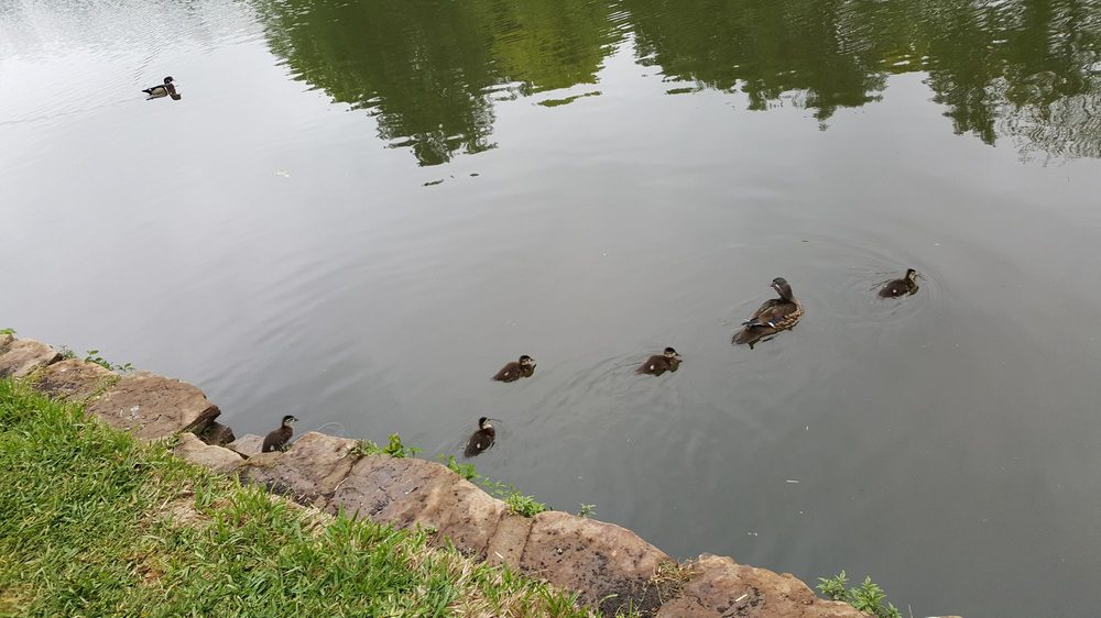 Turtle Creek Parks Lakeside Dr, Dallas, TX Yelp