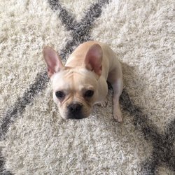 best vet for french bulldogs near me