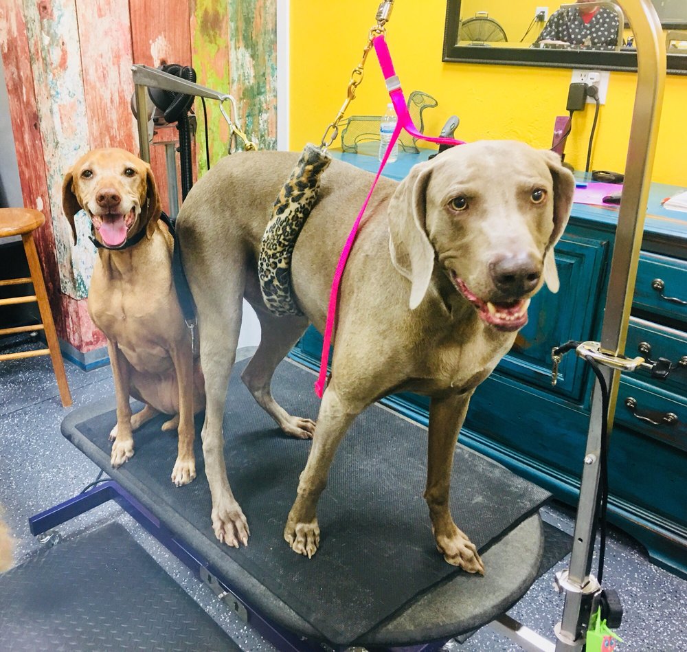 At Your Service Pet Supplies & Grooming 18 Photos & 72 Reviews Pet