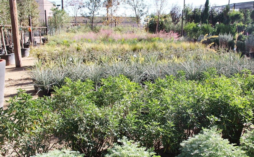 Agave Garden 10 Photos Nurseries Gardening 1402 N Loop 250 W Agave Garden 10 Photos Nurseries Gardening 1402 N Loop 250 W Midland Tx Phone Number Yelp