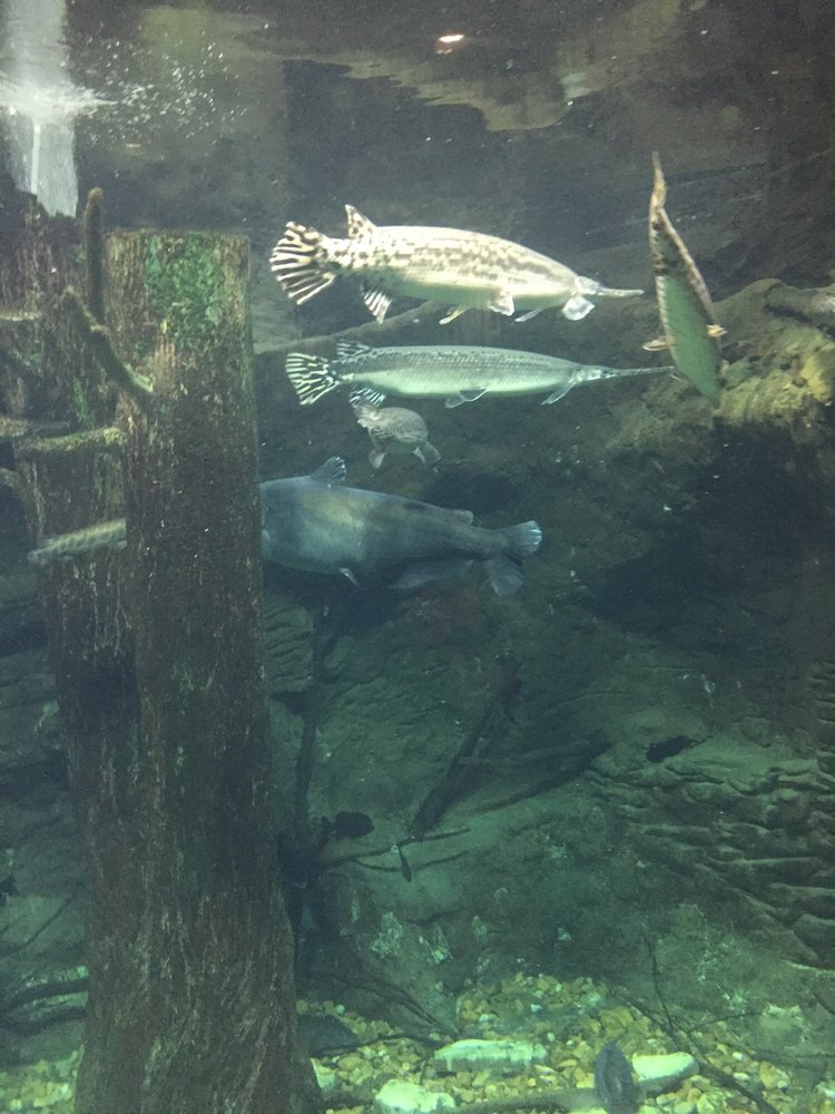 Texas Freshwater Fisheries Center 14 Photos Aquariums 5550 Fm