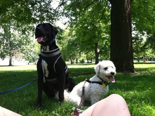 Sugah Bellie's Pet Care